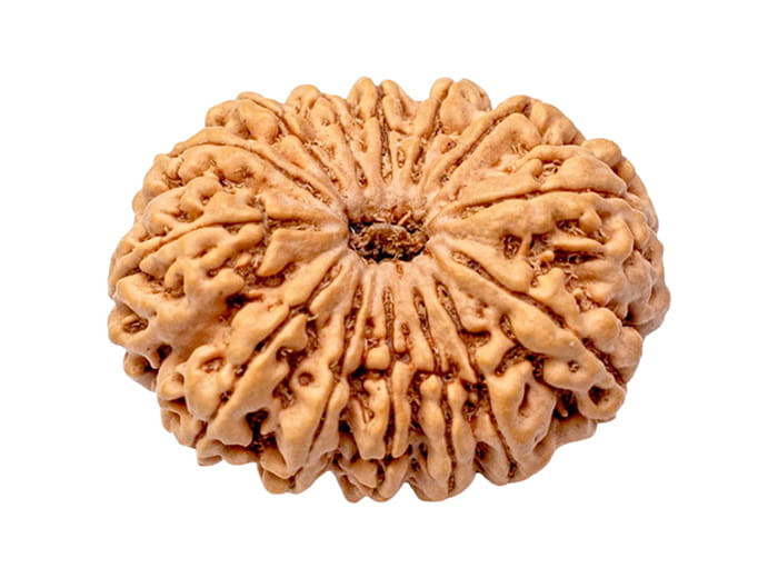 १४ मुखी रुद्राक्ष