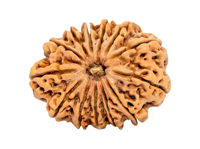 १३ मुखी रुद्राक्ष