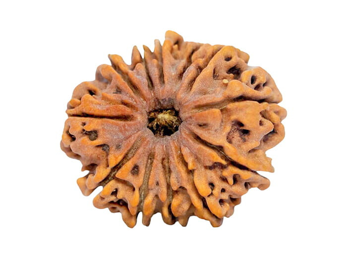 १२ मुखी रुद्राक्ष