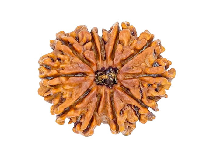 ११ मुखी रुद्राक्ष