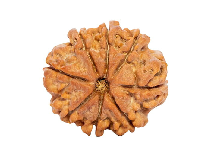 ८ मुखी रुद्राक्ष