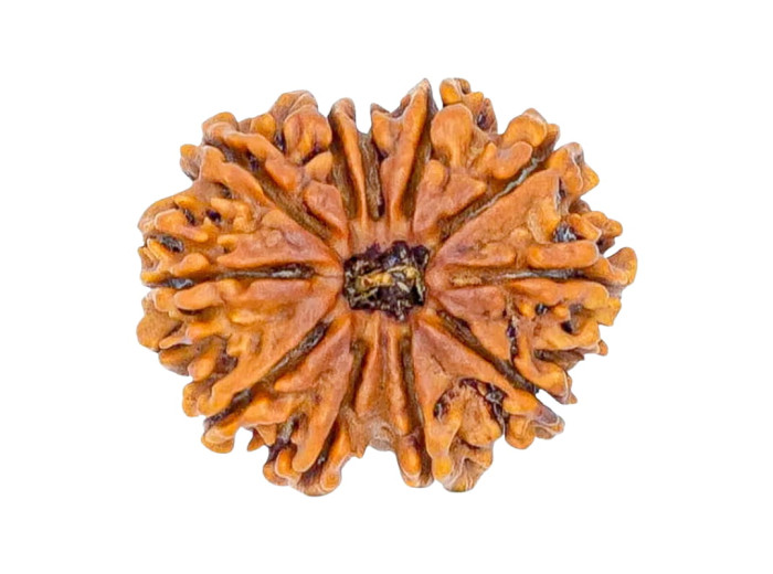 ११ मुखी रुद्राक्ष