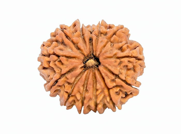 १३ मुखी रुद्राक्ष