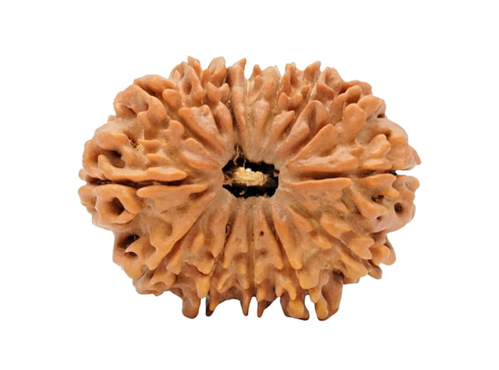१४ मुखी रुद्राक्ष