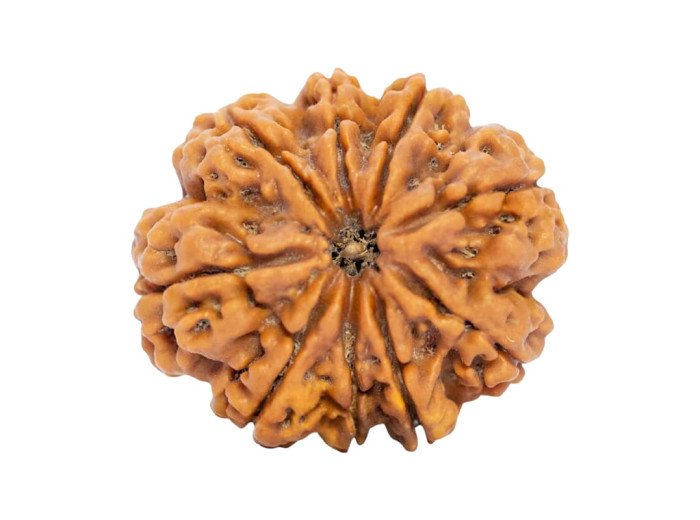 ९ मुखी रुद्राक्ष